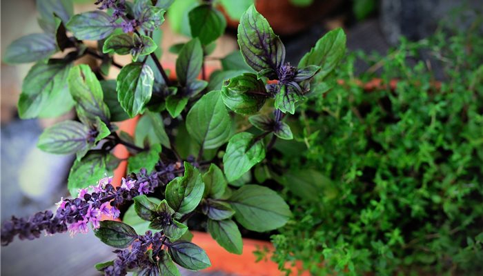 Bazalka posvätná- Tulsi